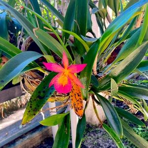 Meet your Posher, Yunjoo